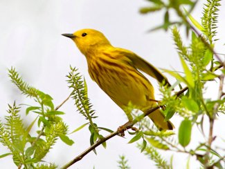 Yellow warbler