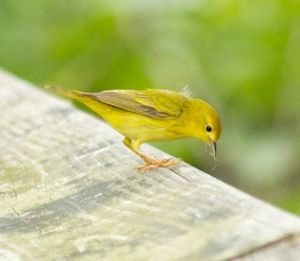 Ywarbler2