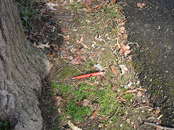  The red pen is 5 12 inches long illustrating how close the tree trunk is to the trail