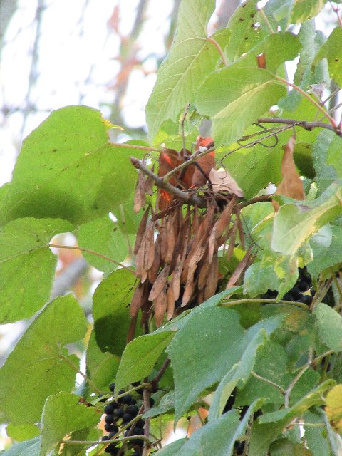 ash seeds