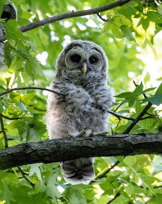 owlet