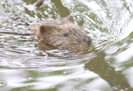 muskrat