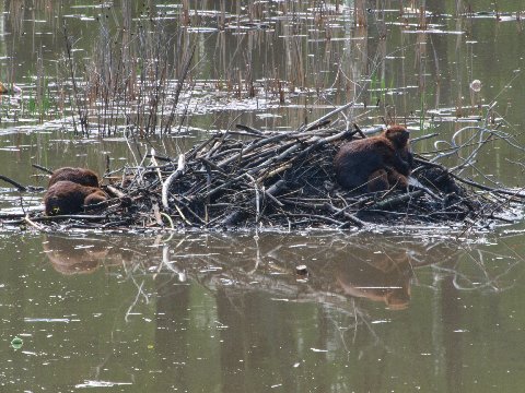 Beaver Activity in Western Dyke Marsh Beaver Activity in Western Dyke Marsh