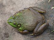 American bullfrog American bullfrog
