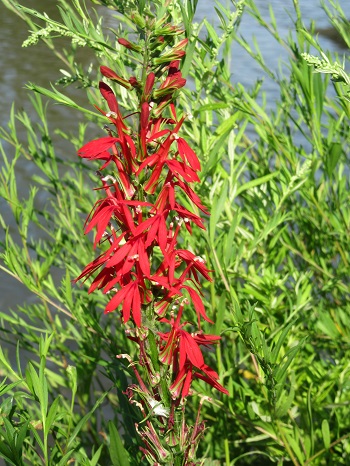 cardinal flower cardinal flower