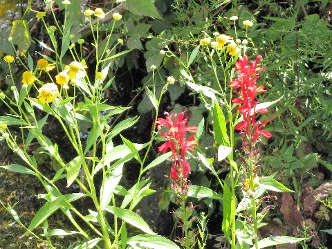 cardinal flower