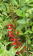 cardinal flower