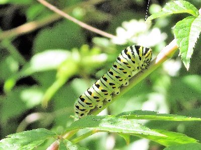 caterpillar