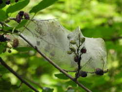 caterpillar