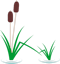 cattail3R