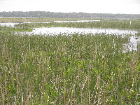 cattails