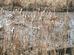 cattails