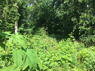 Native plant site