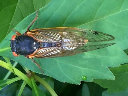cicada cicada