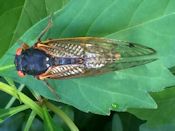 cicada cicada