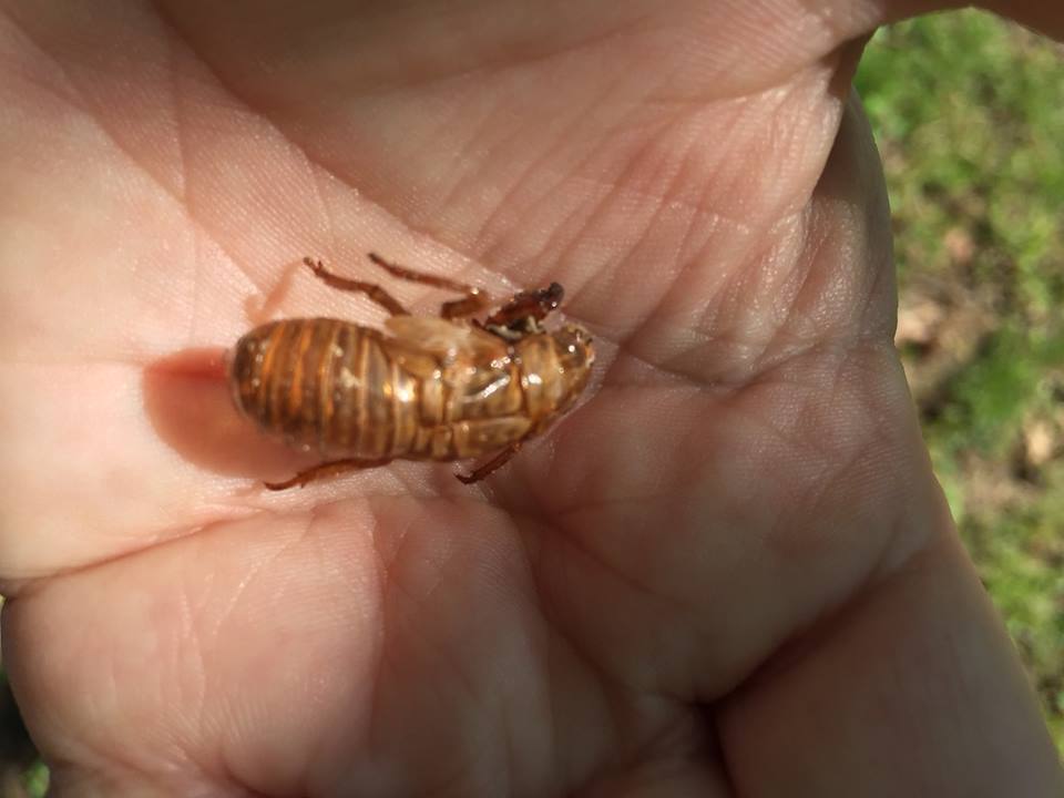 cicada3