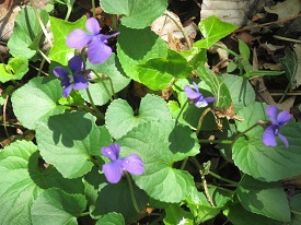 Spring violets