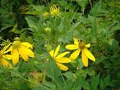 Tall coneflower