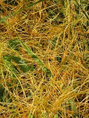 Dodder