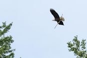 Bald eagle Bald eagle