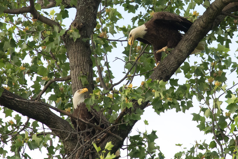 eagle pair