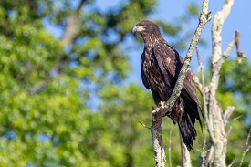 fledged eagle