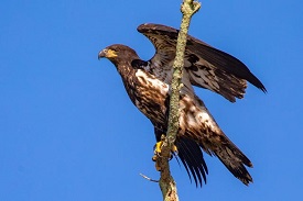 fledged eagle