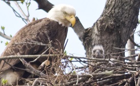 Bald eaglet