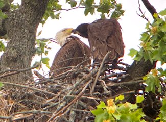 Bald eagle