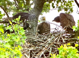 Bald eagle