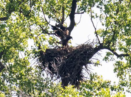 eaglet