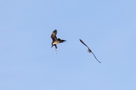 Eagle and osprey