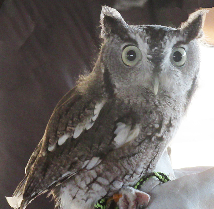 eastern screech owl by glenda booth3