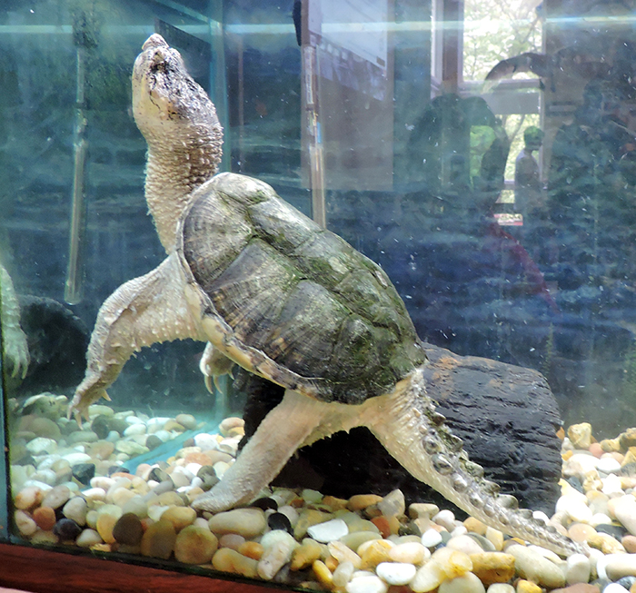 eastern snapping turtle