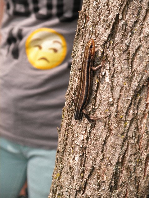 Five-lined skink