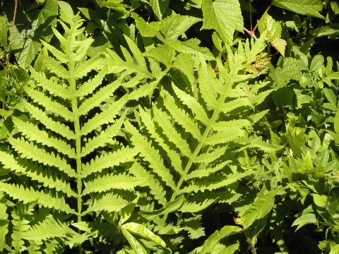 Sensitive fern