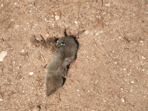 Short-tailed shrew