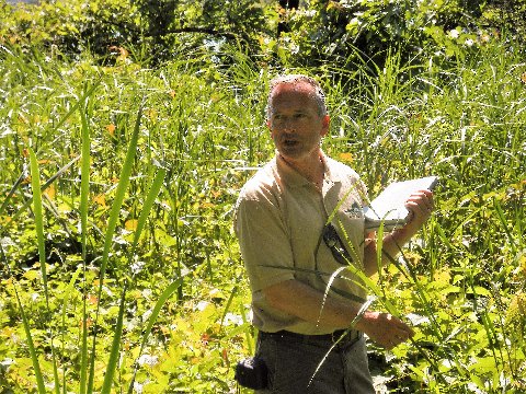 River bulrush