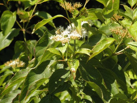 Silky dogwood