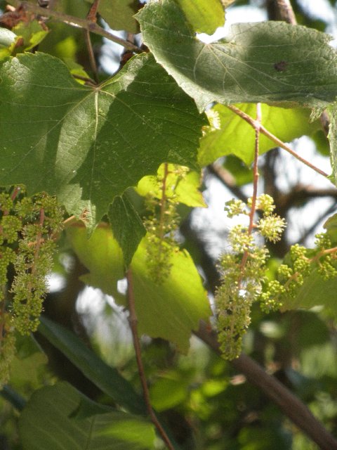 Native grapes