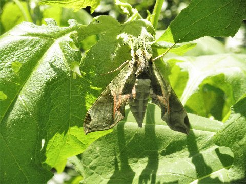 Pandorus sphinx moth