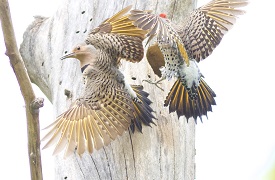 flickers fighting