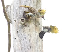 flickers fighting