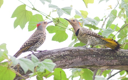 two females two females
