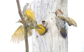 flickers fighting