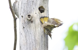 flickers fighting