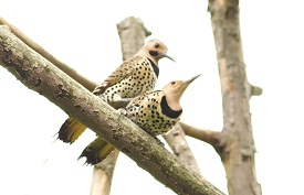 Northern flicker