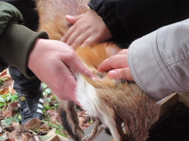 fox pelt fox pelt