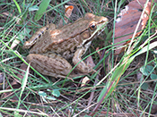 frog gb sm