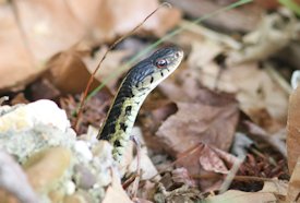 garter snake